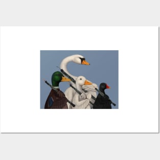 Musical Duck, Goose, Moorhen & Swan Posters and Art